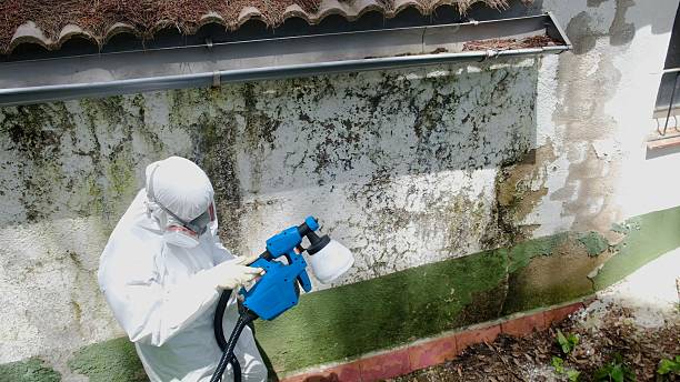 Trusted Black Mold Removal service in Lancaster, KY - Cheap Mold Removal